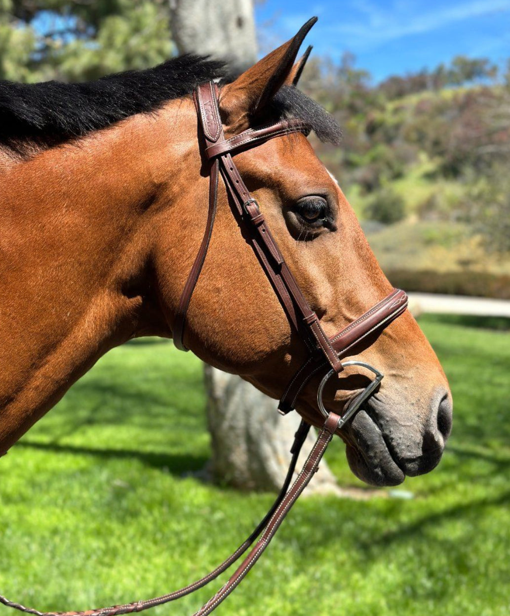 HOPLA HUNTER BRIDLE